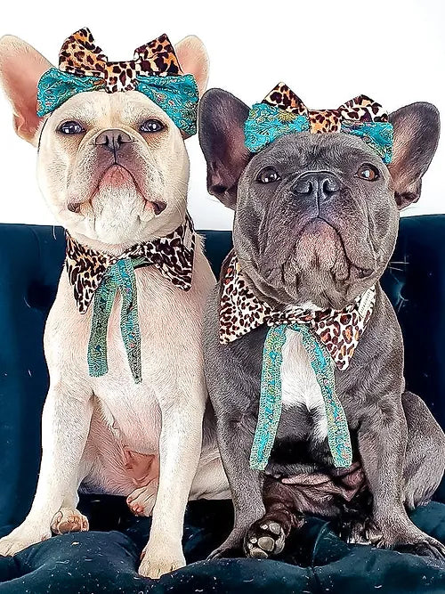 Liberty Shirt Dog Collar by Red & Ginger