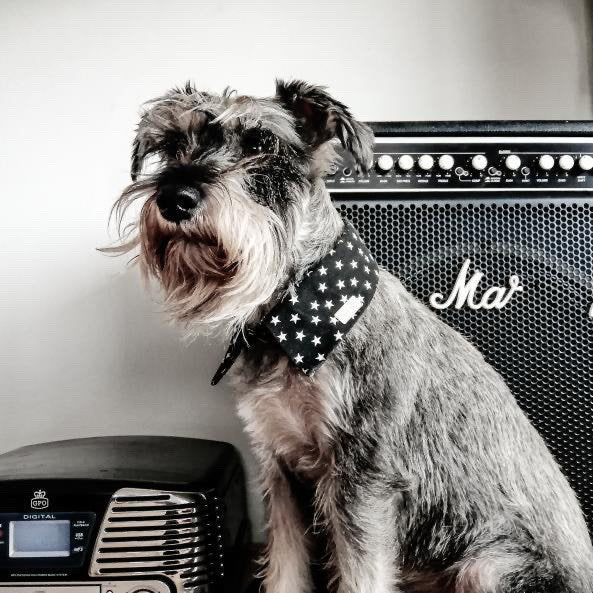 Liberty Shirt Dog Collar by Red & Ginger