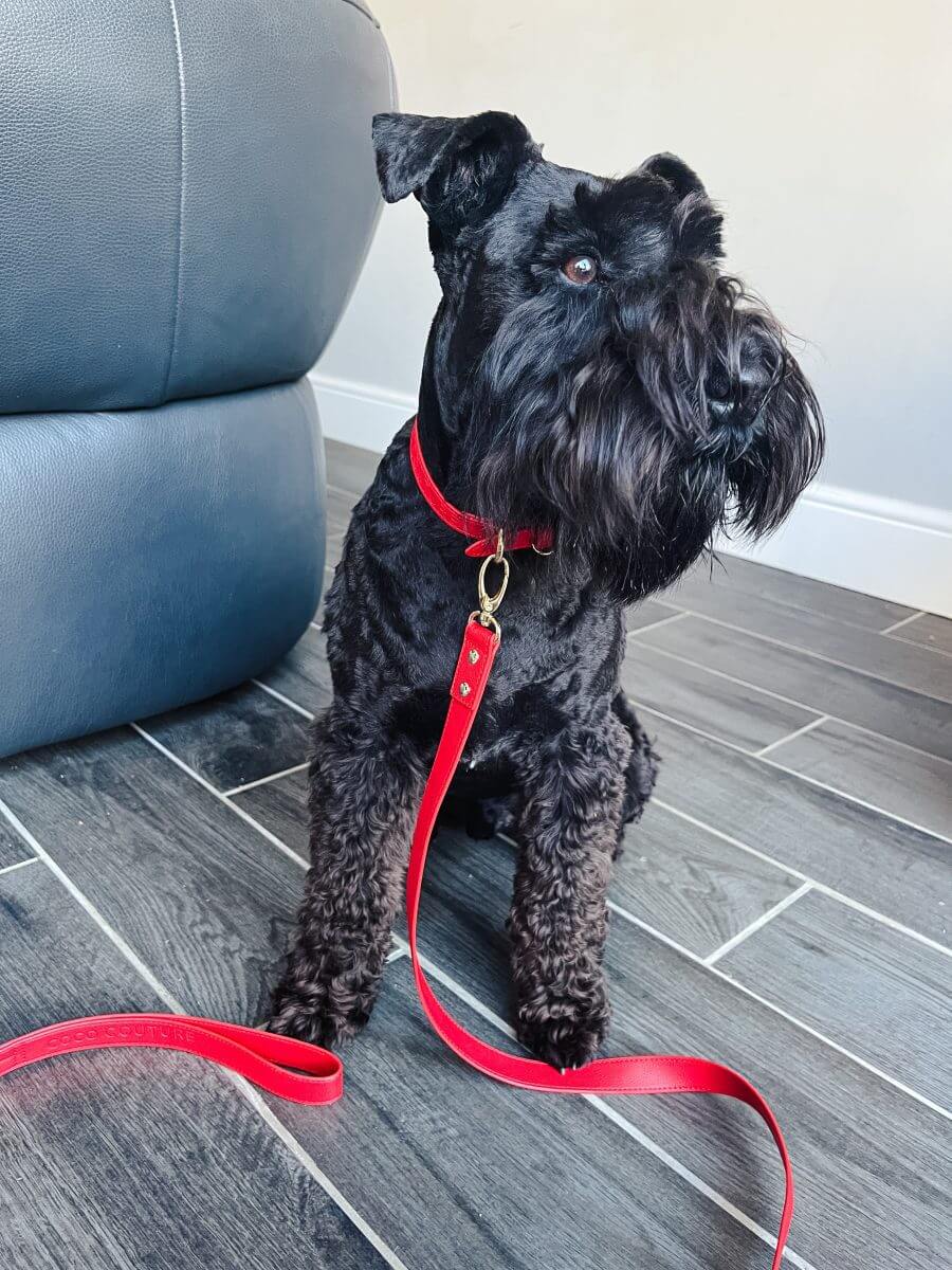 Vegan Lightweight Leather Dog Collar (Red) – by Coco Couture